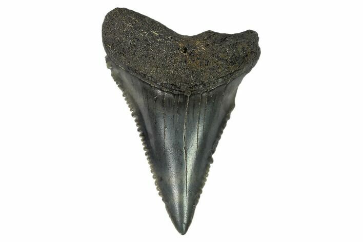 Juvenile Megalodon Tooth - Georgia #115722